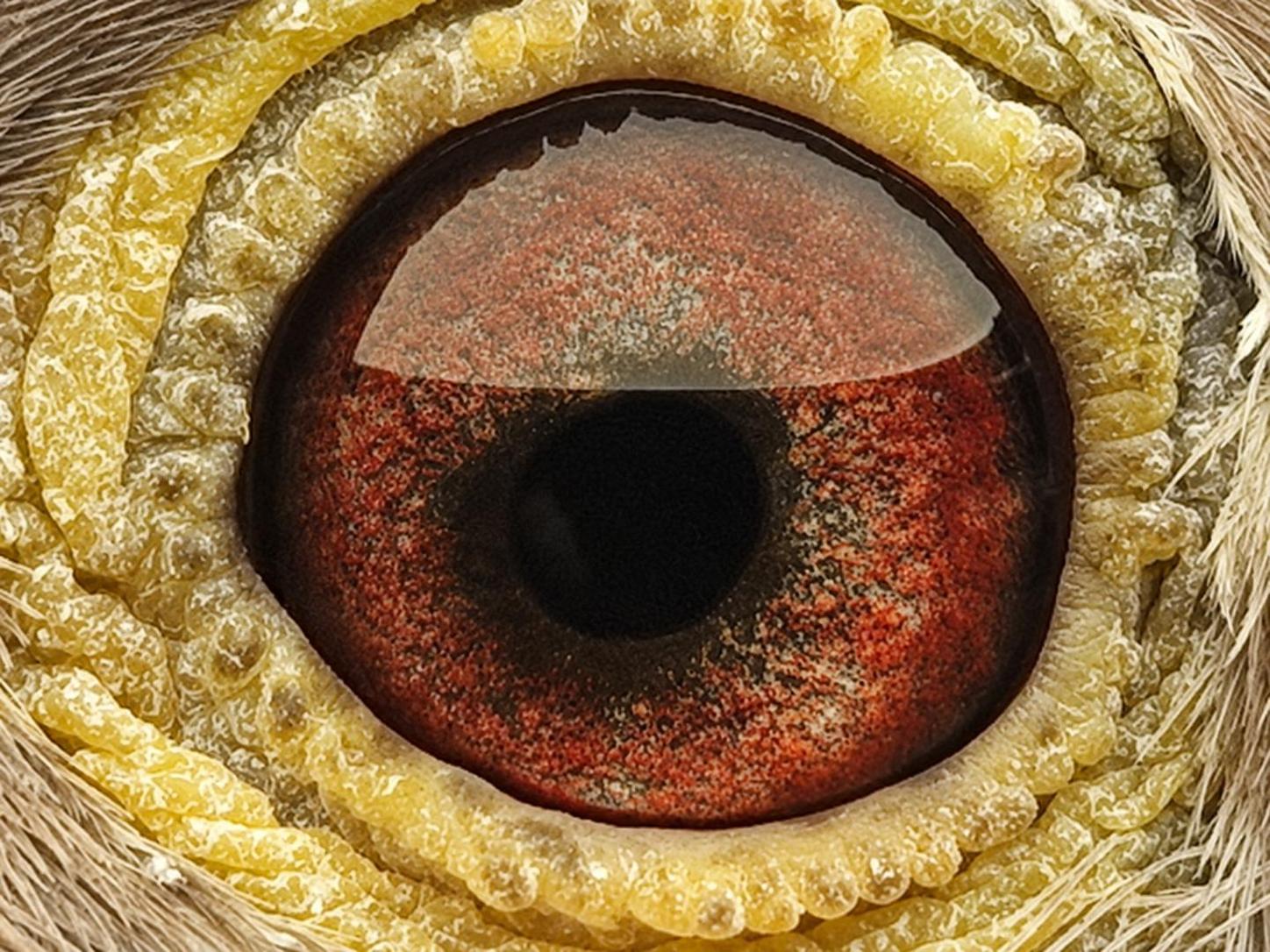 Pigeon eye